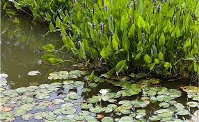 Manually and mechanically (with a hoe excavator) for. What Are The Different Types Of Aquatic Plants Worldatlas