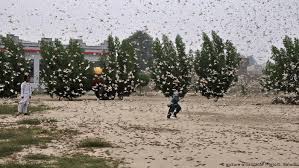 Causing extreme emotional pain a devastating loss even the most banal domestic melodramas, readers come to understand, are experienced as devastating tragedies by children living them for the. Pakistan Declares National Emergency Over Locust Swarms News Dw 01 02 2020