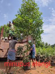 Image result for Mimusops elengi