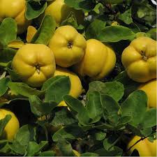 Image result for Chaenomeles japonica
