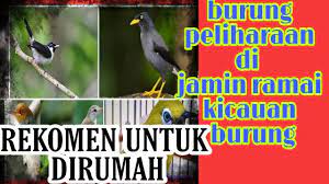 Serak jawa biasanya makan doq, atw anakan burung puyuh. Burung Peliharaan Di Rumah Jamin Ramai Suara Burung Youtube
