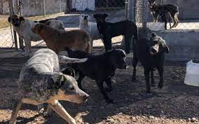 Recomienda Centro Municipal Regalar Perros Adoptados Esta Navidad El Heraldo De Chihuahua Noticias Locales Policiacas De Mexico Chihuahua Y El Mundo