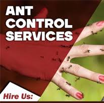 Our pest control group will offer efficiently together with your grievance along with instant impact. Best Pest Control Services In Noida Ghaziabad Greater Noida Delhi Ppsurya