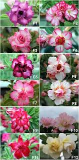Flowering desert plants for sale. Thai Desert Rose Plant For Sale Set F Adenium Desert Rose Plant Desert Rose