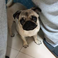 Pin By Esther On Pugs Pugs And More Pugs Pug Dog Pug Puppy Pugs