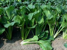 Cara tanam kangkung dengan metode hidroponik, bisa ditaruh dalam kamar. Cara Menanam Sawi Tanpa Semai Kampustani Com