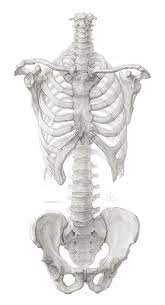 Tags Scientific Illustration Torso Skeleton Bones Pelvis Thorax Pencil This Is A 1 1 Representation Of A Anatomy Art Skeleton Drawings Human Anatomy Drawing