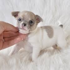 Free shipping and free returns on eligible items. Lavender Chihuahua Puppy 631503 Puppyspot