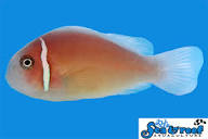 The best Pink Skunk Clownfish for sale – LAXAquarium