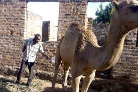 Some people, mainly in saudi arabia and its neighboring regions believe that drinking camel urine will cure ailments. Ntv Kenya Busia Villagers Drink Camel Urine To Treat Facebook