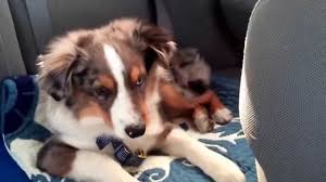 Close to dallas, oklahoma city, and austin, we sell our puppies all over the country. Australian Shepherd Puppy Wakes Up To Sing Along To Let It Go And Goes Back To Sleep Once The Song Ends