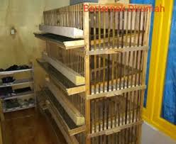Assalamualaiku wr wb ukuran kandang puyuh petelur yang ideal skala rumahan. Cara Membuat Kandang Puyuh Petelur Bertingkat Sederhana Beternakdirumah