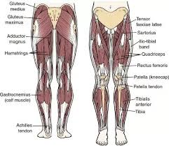 Leg muscles diagram labeled : What Muscles Should Be Exercised On Leg Day And What Kind Of Exercises Quora