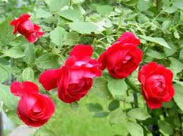 Pianta grassa con fiori rosa. Fiori Simili Alle Rose Nome