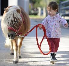 Écrivez un avis sur club hippique de la forêt d'allogny. Club Hippique Et Poney Club De La Foret De Mouliere Day Classes Picture Of Riding Club And Pony Club Forest Mouliere Liniers Tripadvisor