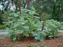 Image result for Melianthus major