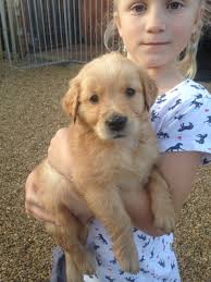 Kennel club reg gold retrievers. Working Golden Retriever Male Puppy Fakenham Norfolk Pets4homes