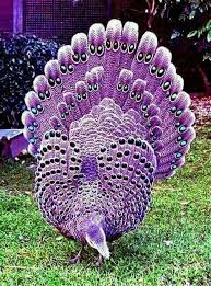 I Don T Know What Kind Of Bird This Is But It Is Very Pretty Guzel Kuslar Hayvan Guzel Yaratiklar