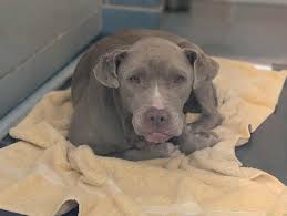 Cory, the puppy mill survivor has been so very brave and doing hard things!  🥹 Cory is