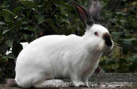 Raising rabbits is one of the simplest things you can do on your homestead. 10 Reasons You Need To Raise Backyard Meat Rabbits
