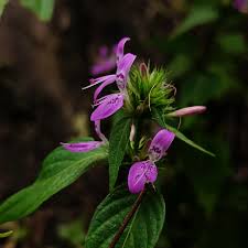 Image result for Dicliptera quintasii