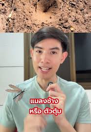 แมลงช้าง: สัตว์โลกที่น่าสนใจศึกษา