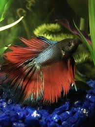 Is This Velvet On My Betta My Aquarium Club