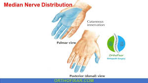 Image result for Carpal Compression Test