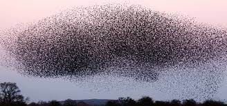 To most people, a cloud of midges is an annoyance. Could Studying How Animals Move Cohesively In A Group Teach Us How To Help Drones Fly Safely Stanford School Of Engineering