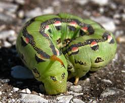 Image result for Hylebates