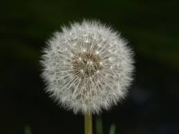 Image result for Taraxacum sp.