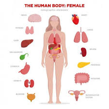 Science source illustration of female internal organs ss2492168 bt7851. Organs Name Free Vector Eps Cdr Ai Svg Vector Illustration Graphic Art