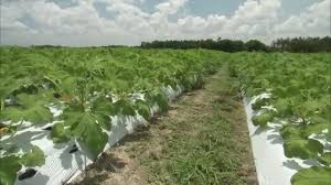 Maybe you would like to learn more about one of these? Zucchini Growing Youtube