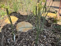 Image result for Moraea verdickii