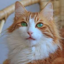 Black And White Cat With Green Eyes Beautiful Cat Colors Cat Cuddle Orange And White Cat