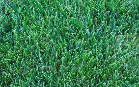 This type of cool season grass is commonly known as heat tolerant bluegrass because of its ability to withstand high temperatures. 1kg Drought Resistant Lawn Seed With Kentucky Bluegrass Ssmg Grass For Dry Soil Supplied By Perfect Lawns 1 Kg Free Next Working Day Delivery To Mainland Uk Amazon Co Uk Garden