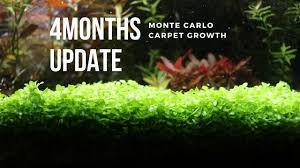 I don't run co2 or dose any fertilizers. Monte Carlo Carpet 120 Days Update Youtube
