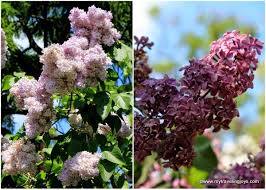 Maybe you would like to learn more about one of these? May S Beautiful Blooms In Warsaw My Traveling Joys