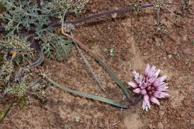 Image result for Eriosema robinsonii