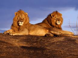 Image result for masai lion