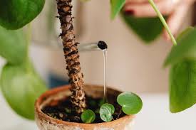 Check spelling or type a new query. Complete Guide To Chinese Money Plant Care Patch Plants