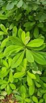 Image result for Euphorbia umbellata