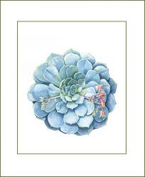 Just place your order directly on this website, it will automatically calculate all the cost, our team always online behind this website. Cactus Succulents Landscaping Garden Indoor Office Plants Online India