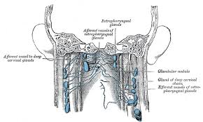 Sticking out from the middle of your face is your nose, a structure that allows you to smell and breathe. Figure Lymph Nodes Of The Neck Statpearls Ncbi Bookshelf