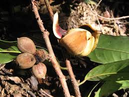 Image result for Uvariodendron