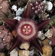 Image result for Seidelia