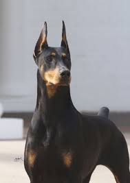 doberman dobermann hunde hunderassen dobermann
