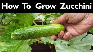 Choose the bag according to the size of the roots. How To Grow Zucchini Growing Ball S Zucchini Squash Courgette Or Summer Squash Youtube