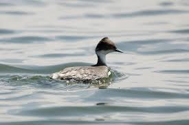 Birds That Cannot Fly Images Junin Grebe Birds Which Cannot Fly Birds Canning Flying