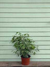 Image result for Ficus variifolia